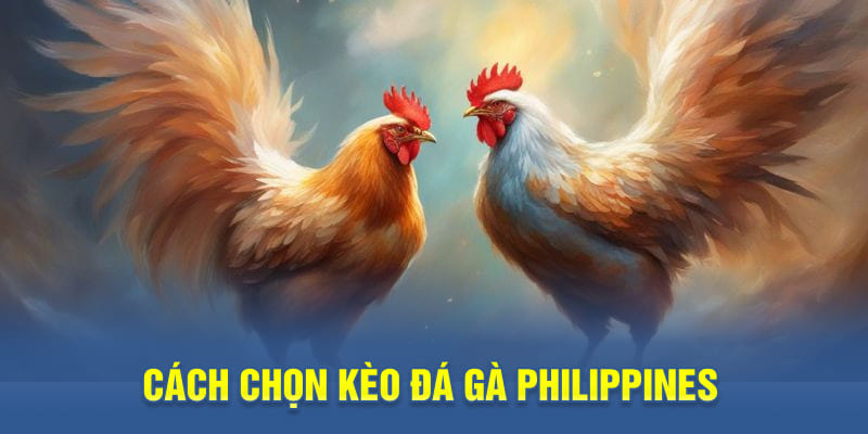 Cách chọn kèo đá gà Philippines